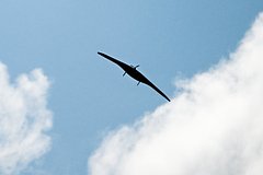 V kurskoj oblasti sbili eshhe 12 ukrainskih bespilotnikov 236c7a0.jpg