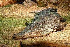 Krokodil napal na smotritelja zooparka 5f31837.jpg