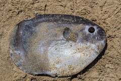 Lunu rybu vesom bolee tonny nashli na pljazhe cd3670b.jpg