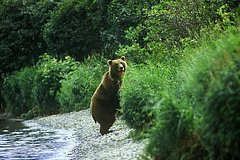 Medved rasterzal vozvrashhavshegosja nochju domoj rybaka v rossijskom regione aead105.jpg