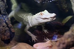 Redchajshij alligator albinos vylupilsja iz jajca 2cec824.jpg
