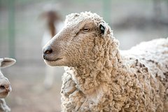 Zhenshhina prosnulas iz za strannogo shuma posmotrela na kryshu i istericheski rassmejalas 5dd6522.jpg