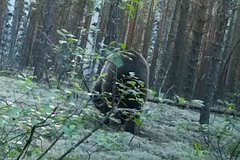 Medved snjal sebja na video fotolovushki v rossijskom zapovednike f562953.jpg