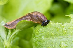 Sadovodam posovetovali neobychnye sposoby otpugnut sliznej 39dbce9.jpg