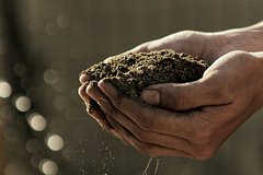 Vrach ocenila bezopasnost stavshego modnym trenda na poedanie zemli 5d077ea.jpg