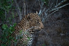 Na rasterzavshego semeryh leoparda ljudoeda objavili ohotu 6c86688.jpg