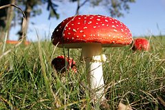 Rossija stala postavljat tonny muhomorov amerike 9ecb92a.jpg