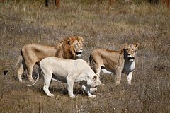 Upravljajushhuju krymskim safari parkom rasterzali lvy 5932a26.jpg