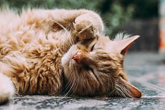 Veterinar nazvala trevozhnye zvonochki v povedenii pitomcev 9d5e073.jpg