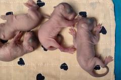 Жители Челябинска массово находят в лесопарке клетки с белками